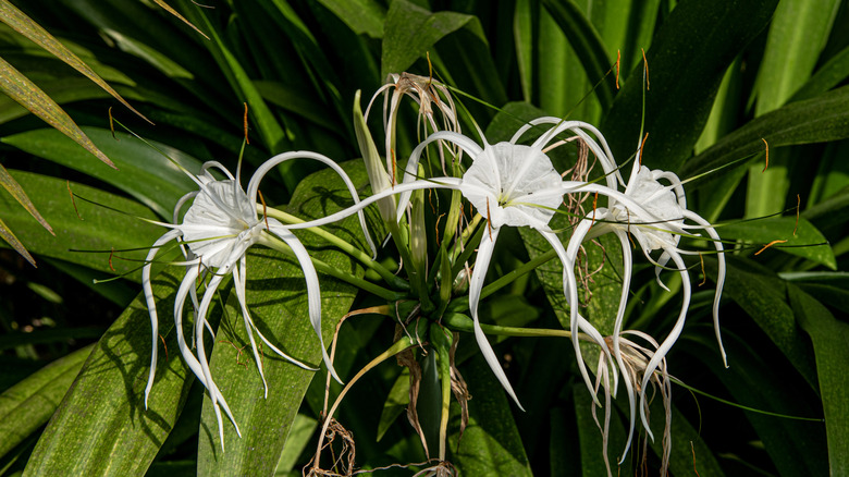 Three white spider lilies
