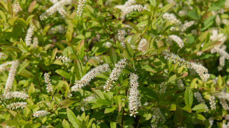 Sweet spire white flowers on green bush
