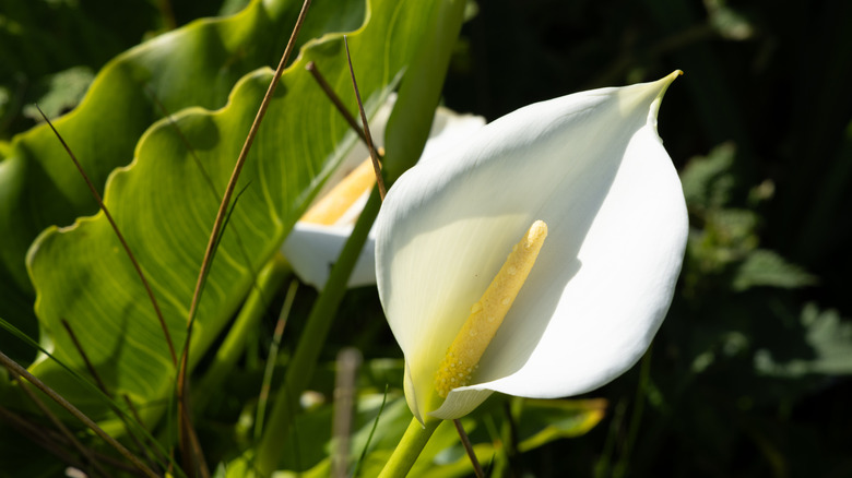 White water arum