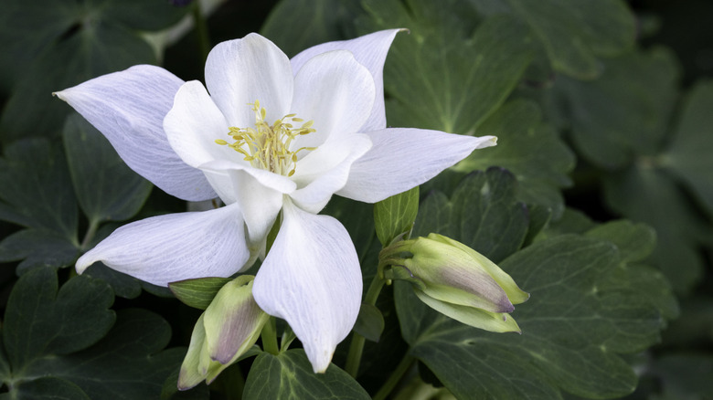 White columbine flower