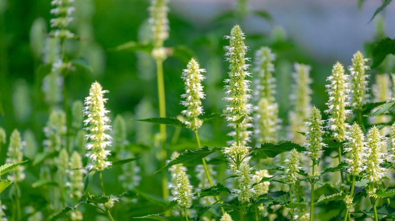White giant hyssop flowers
