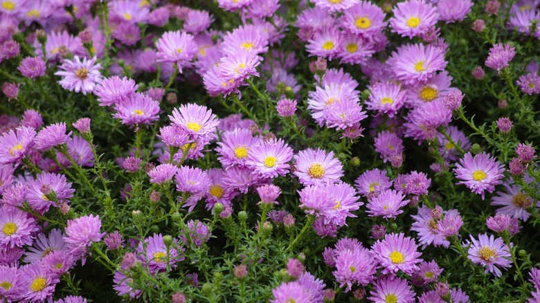 A field with purple asters in bloom