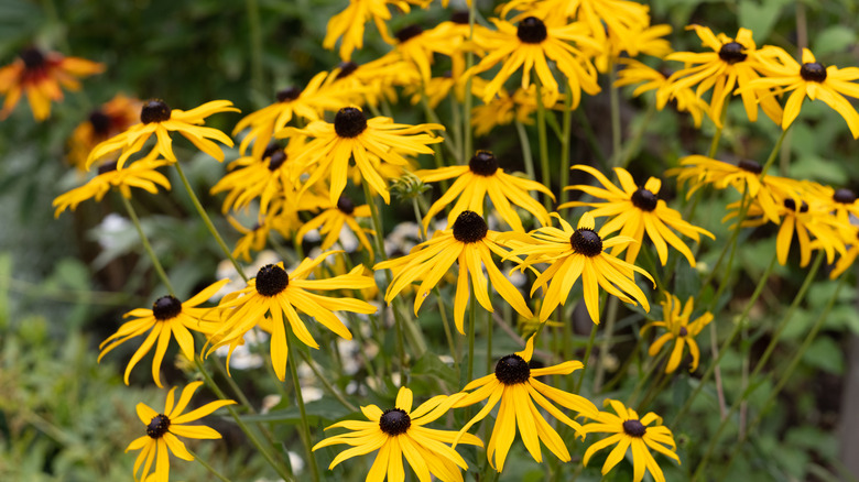 Yellow and black Black-eyed Susan flowers in full bloom