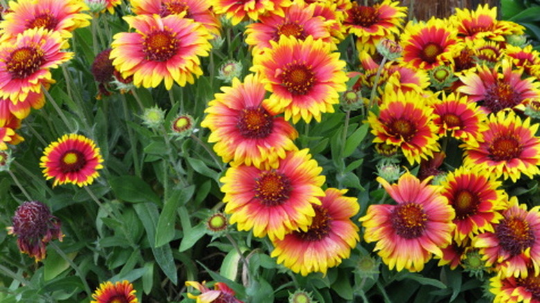 Thriving red and yellow Gaillardia flowers