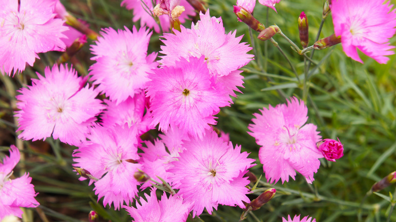 Pink Dianthus flowers blooming in a garden