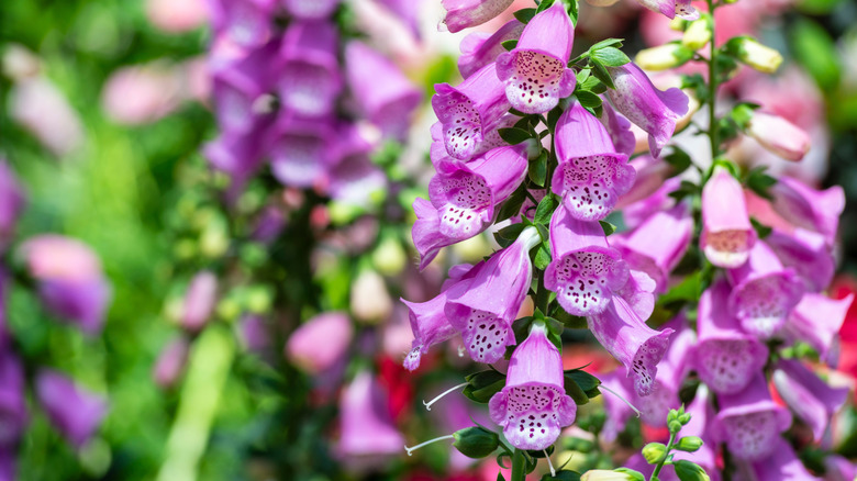 A close up of purple foxglove flowers thriving