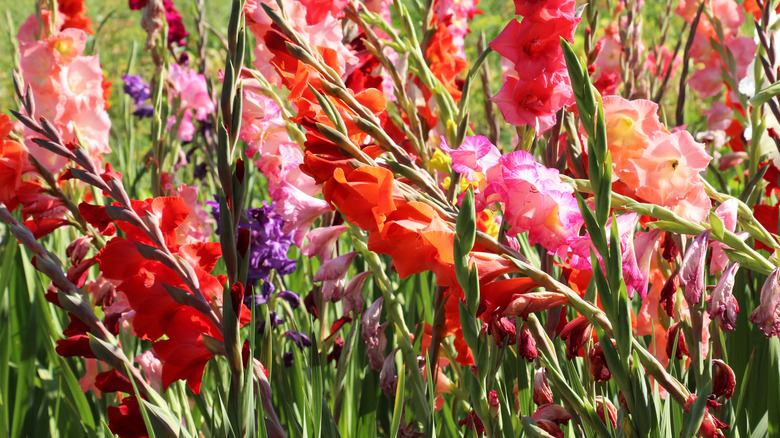 Pink and red Gladiolus flowers in bloom and growing upright