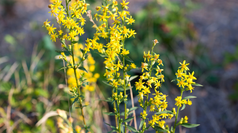 A close up of goldenrod in bloom