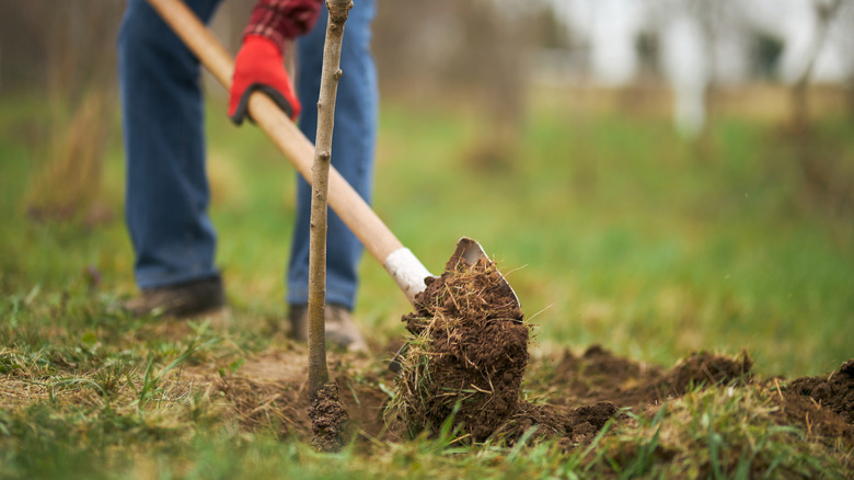 A gardener planting a tree in late winter