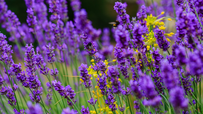 Bright purple Lavender stalks in full bloom