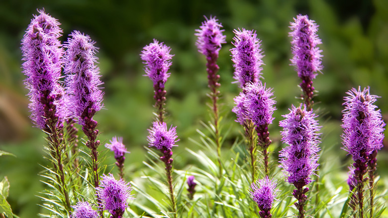 Purpleish Liatris flowers growing upright