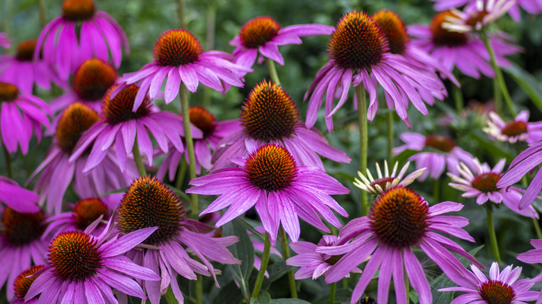 Purple echinacea flowers in full bloom