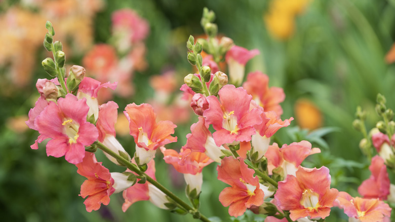 A close up of pink snapdragon flowers in bloom