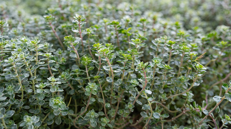 A bush of thyme thriving in an herb garden