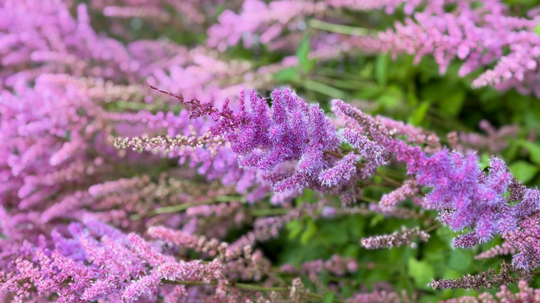 Pink astible in full bloom