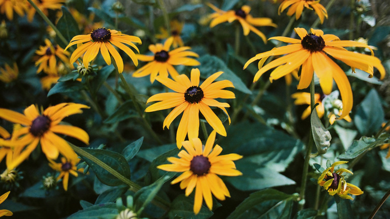 Black eyed Susans in bloom in the summer