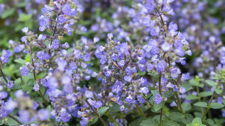 Purple catmint flowers up close
