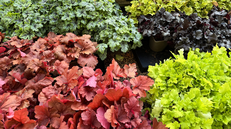 A variety of different color coral bells planted next to each other