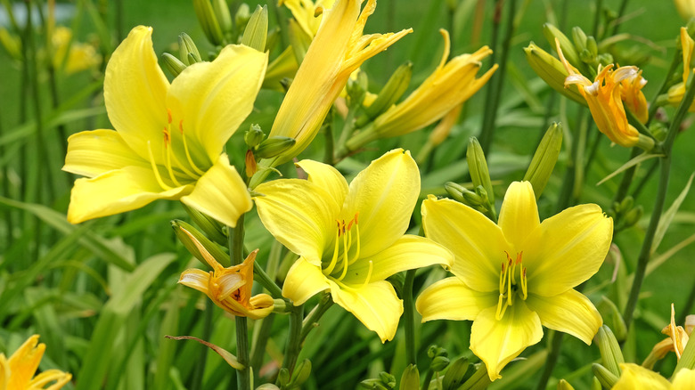 A close-up of yellow daylilies in full bloom