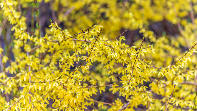 A forsythia bush flowering with yellow blooms