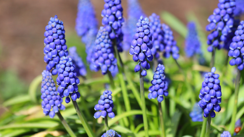 Grape hyacinth flowers pictured up close