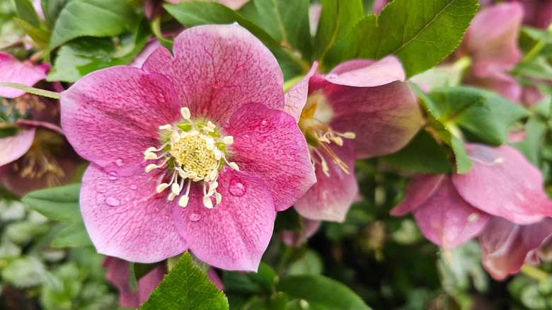 A close-up of hellebores in bloom