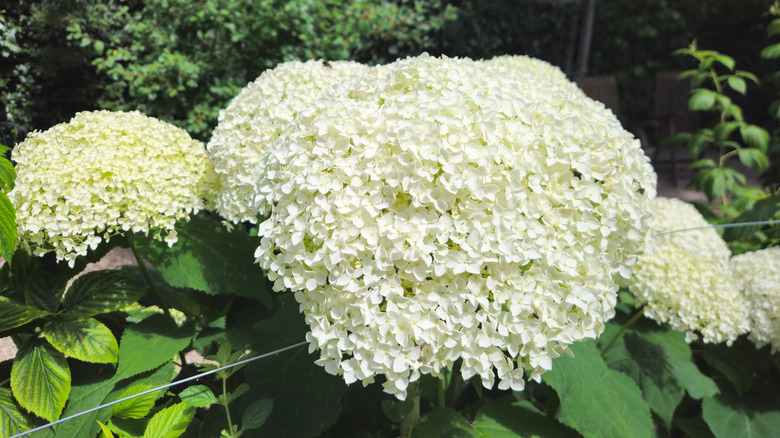 A hydrangea bush with white flowers in full bloom