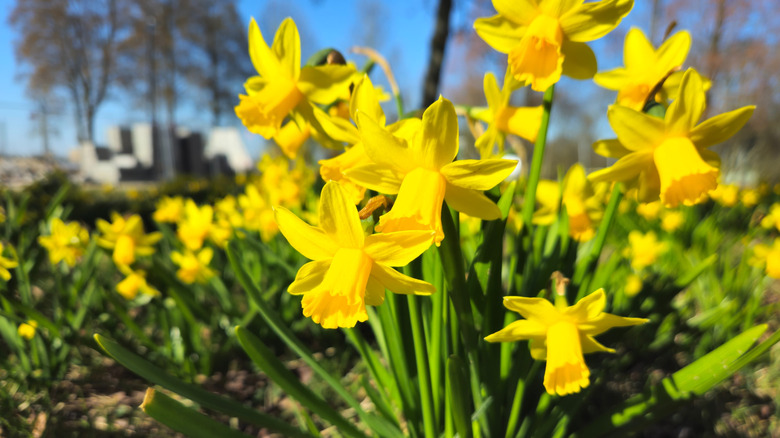 Mini daffodils in bloom in spring