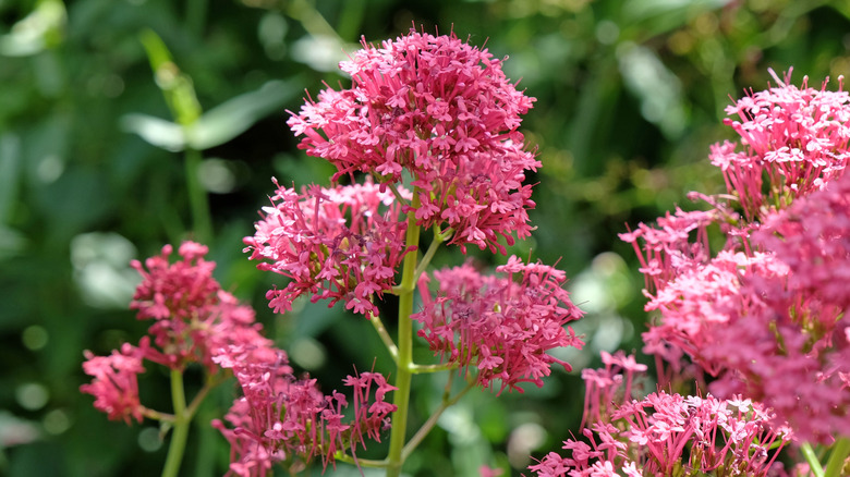 A close-up of red valerian's pink flowers