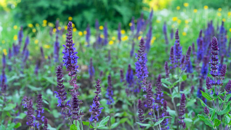 Russian sage flowers in full bloom in a green garden