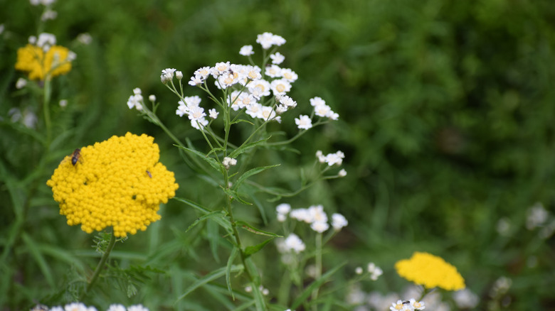 White yarrow in bloom
