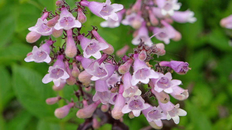 Close up of purple bearded tongue flower