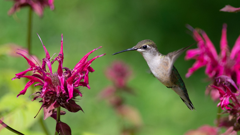Hummingbird flying near bee balm flower