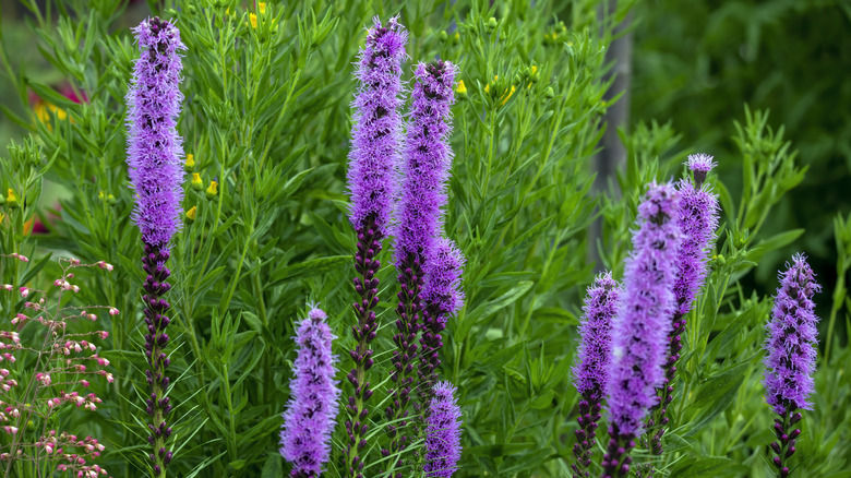 Blazing star stalks in garden