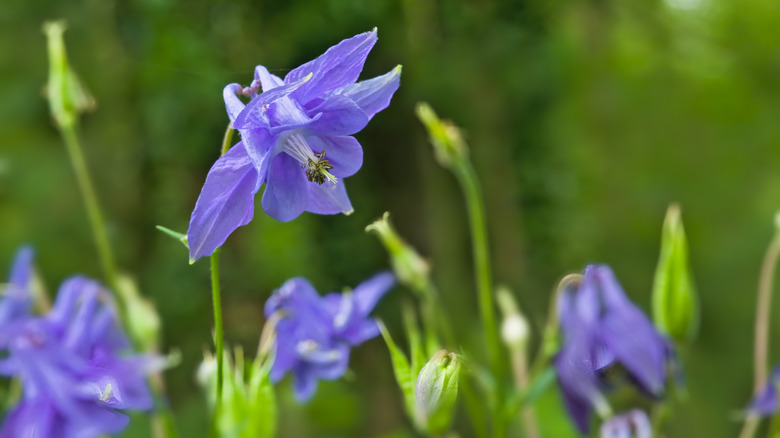 Purple columbine flowers growing in a forest