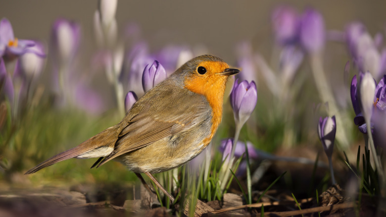 A robin standing amongst purple crocus flowers