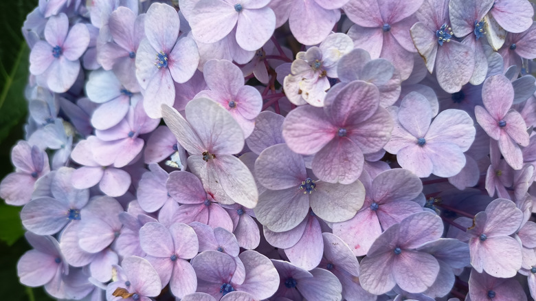 Close up of light purple hydrangea flower