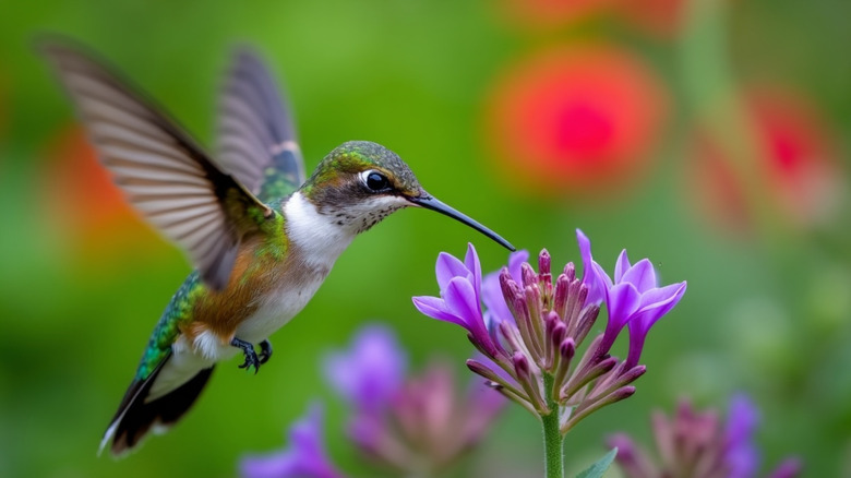 Close up of hummingbird feeding on purple flower