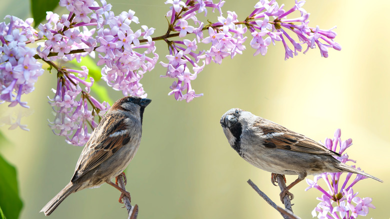 Two birds on lilac branches