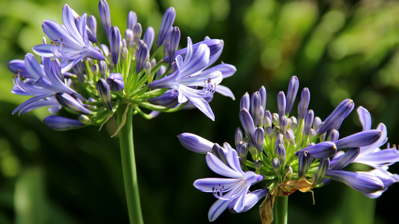 Close up of two lily-of-the-Nile flower heads