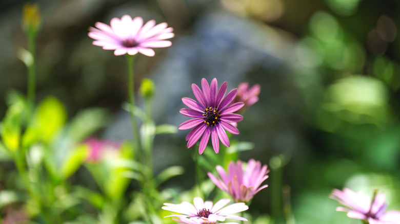 Close up of purple marigold flowers