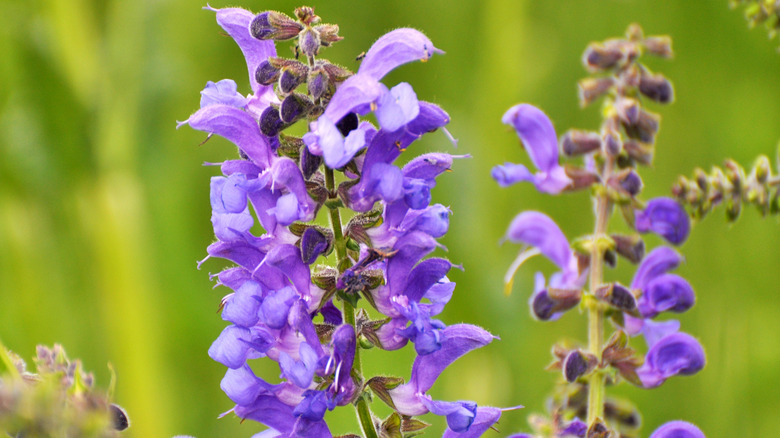 Close up of purple meadow sage