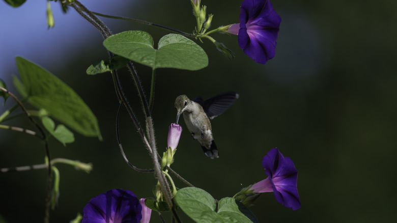 Hummingbird feeding on a morning glory flower