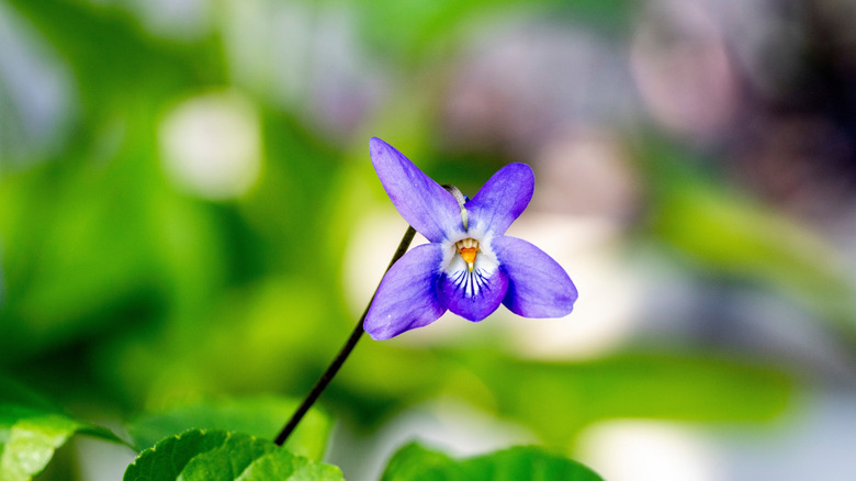 Close up of native violet flower
