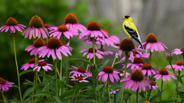 Bright yellow songbird sitting on purple coneflowers