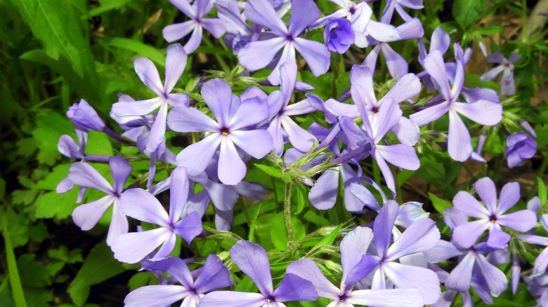 A bunch of purple woodland phlox flowers in a garden