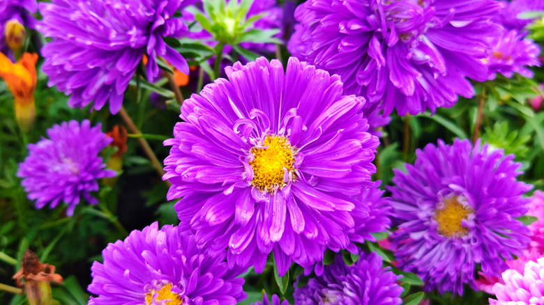 A dense group of purple aster flowers in a garden