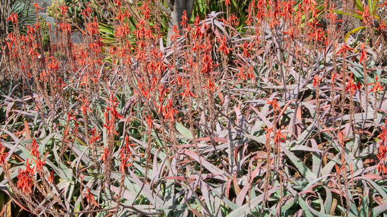 Aloe 'Blue Elf' succulent plant