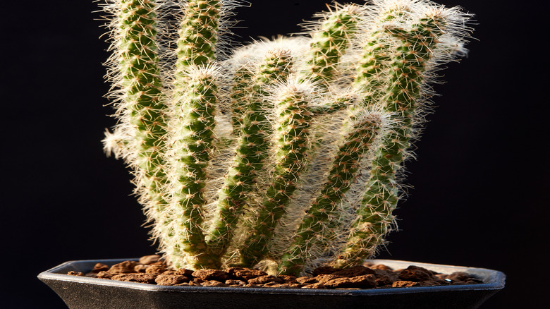 Cylindropuntia whipplei 'Snow Leopard' plant