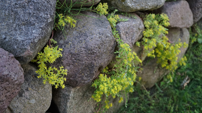 stringy stonecrop succulent in wall